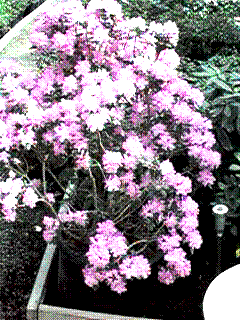 early-blooming rhododendron photo