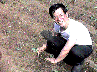 planting sweetpotato sprouts