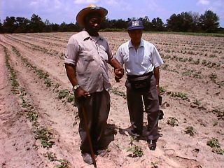 Matsuzaki and Lee in sweetpotato field